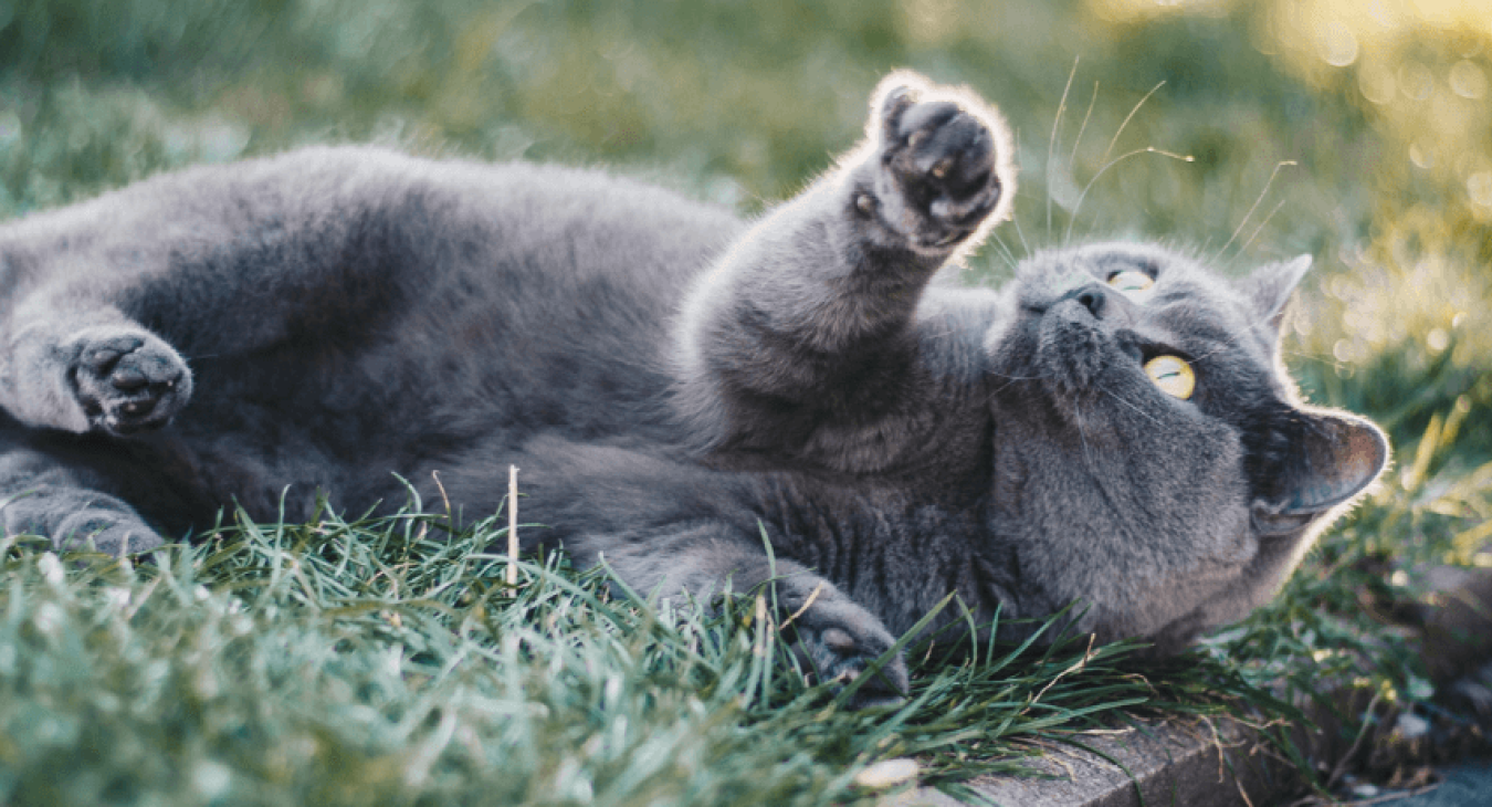 Guérir votre chat de ses vers parasites