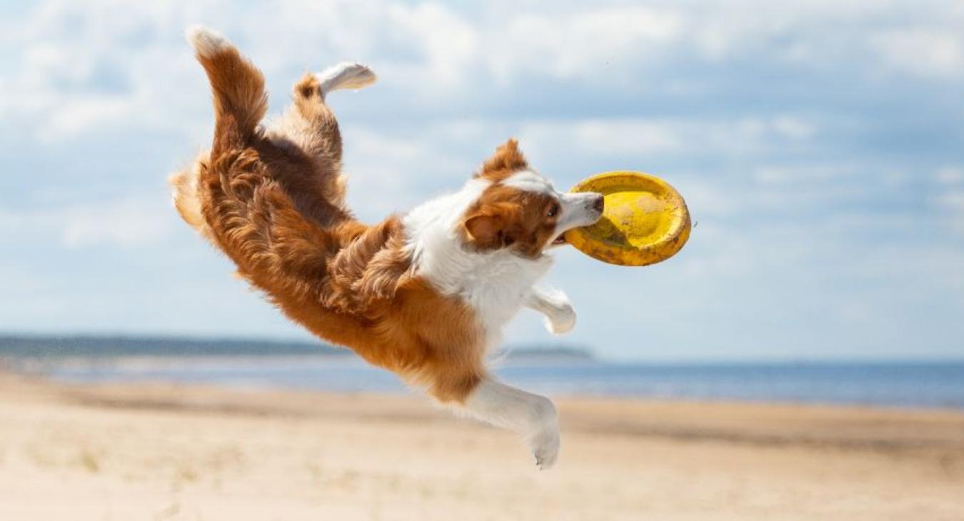 Liste des plages autorisées aux chiens été 2024