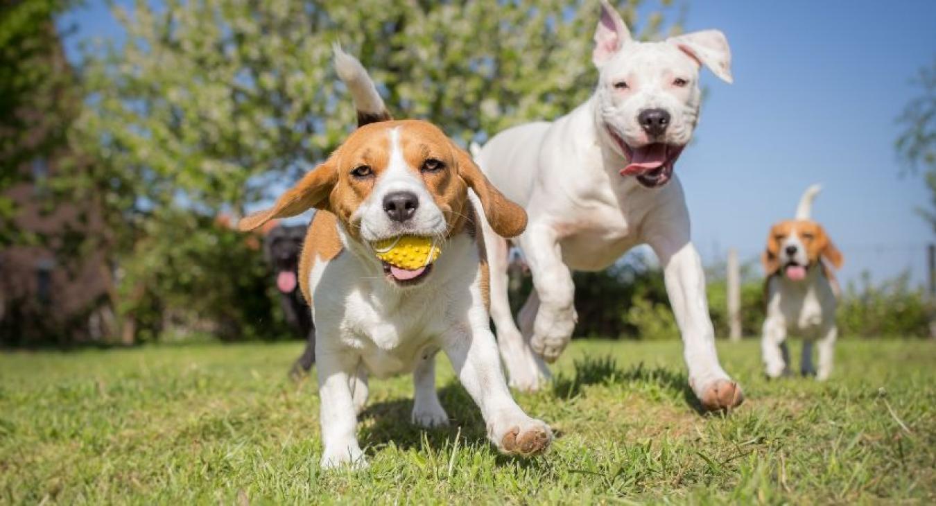 Journée Mondiale du Chien 2024