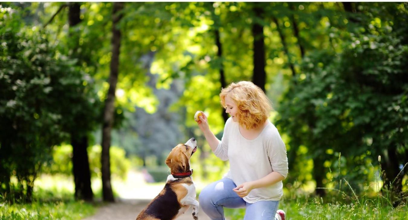 assurer son chien