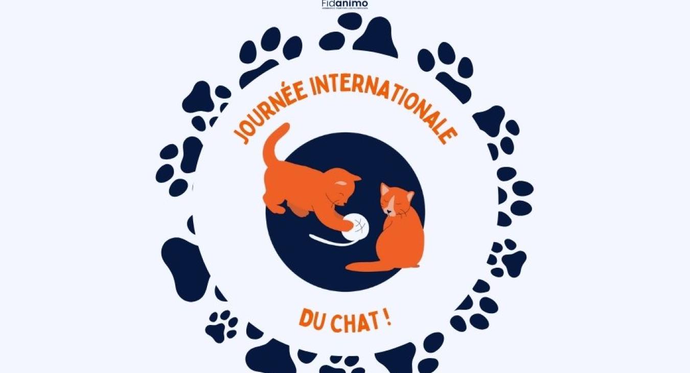  Quelles sont les races de chien adaptées à la vie en appartement ? 