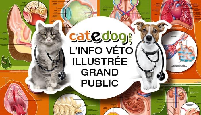 Catedog.com