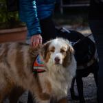Chiens Guides de Paris