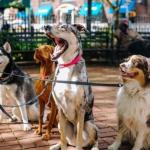 Les 10 races de chiens préférées des Français en 2015