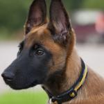 Les 10 races de chiens préférées des français en 2016