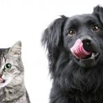 Comment bien nourrir mon animal : les 10 règles de base de son alimentation