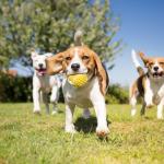 3ème édition du Palmarès des villes où il fait bon vivre avec son chien