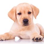 Les premières précautions à prendre lors de l’achat d’un chiot