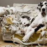Etes-vous prêt à adopter un chiot ou un chien ?