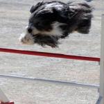L’agility : le sport d’une complicité maître-chien