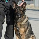 Alric, le chien policier médaillé