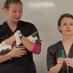 Appliquer une pipette à son chat