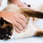 L'assurance santé animale en Europe