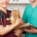 Les 10 idées reçues des vétérinaires sur l'assurance santé animale