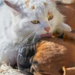 En quoi l’assurance santé animale est utile ? Elle participe au bien-être de votre animal !