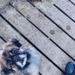 L'assurance santé animale : des réponses pour vos clients