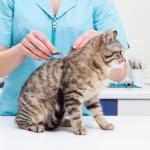 Auxiliaire de santé animale (ASV)