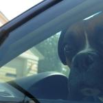 Briser la vitre d’une voiture pour sauver un animal, est-ce légal ?