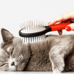 Le brossage du chat