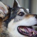 Brosser les dents de son chien : est-ce vraiment utile ?