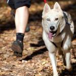  Le canicross : le sport qui améliore votre santé et celle de votre chien