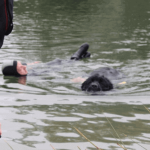 Championnat de France de chiens de sauvetage