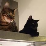 Chat et accidents domestiques : gestes simples pour les éviter