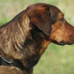 L’agressivité du chien envers l'homme