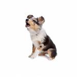 Que faire pour que votre chien arrête d’aboyer ?