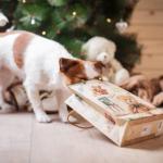 Fêtes de fin d'année, les aliments à éviter pour nos compagnons