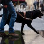 Les chiens guides de Paris