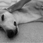 Les maladies de peau fréquentes chez le chien