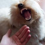 Mon chien mord, pourquoi et comment y remédier ?