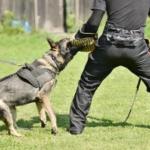 Les chiens du GIGN