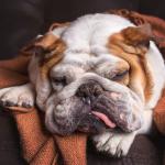 Les maladies de peau rares chez le chien