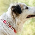 Choisir un collier pour mon chien