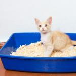 Quelle litière choisir pour mon chaton ?