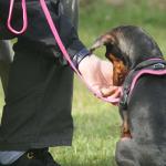 Le Clicker-Training