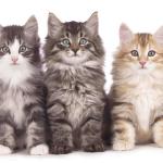 Comment choisir un chaton à adopter ?