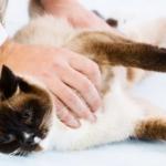 Comment donner un comprimé à son chat ?