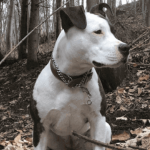 Comment passer un automne sans tracas avec son chat et son chien ?