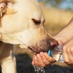 Comment protéger mon animal de la chaleur ?