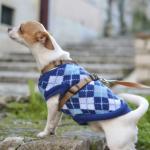 Comment bien récompenser son chien ?