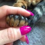 Couper les griffes de son animal