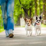 Le métier de Dog Sitter