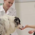 Donner un médicament à son chien
