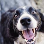 Qu’entendons-nous par méthodes amicales et positives en éducation canine ?