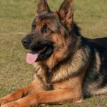 Qu’est-ce qu’englobe le mot éducation canine ?