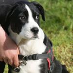 L'éducation de mon chien au quotidien
