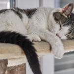 Do it yourself : Fabriquer un arbre à chat